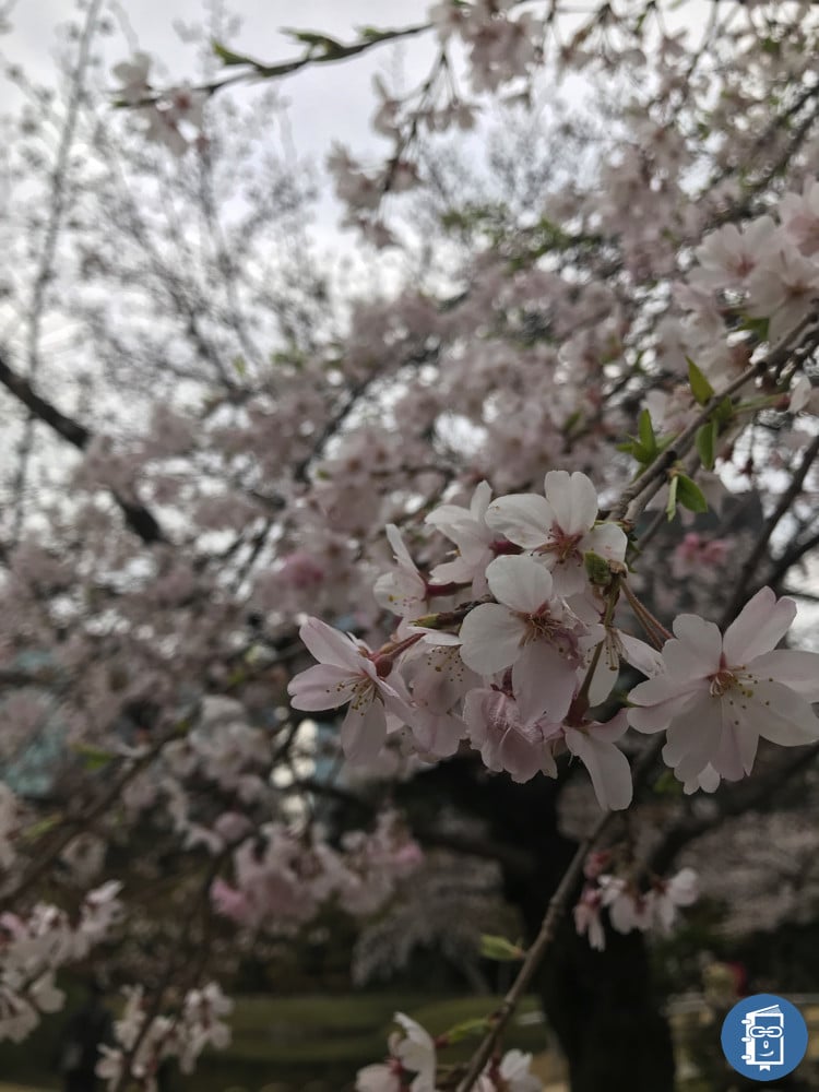 小石川後楽園の桜