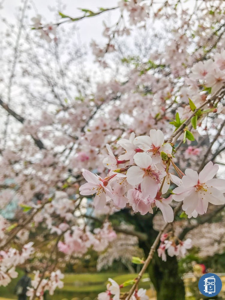 小石川後楽園の桜（加工後）